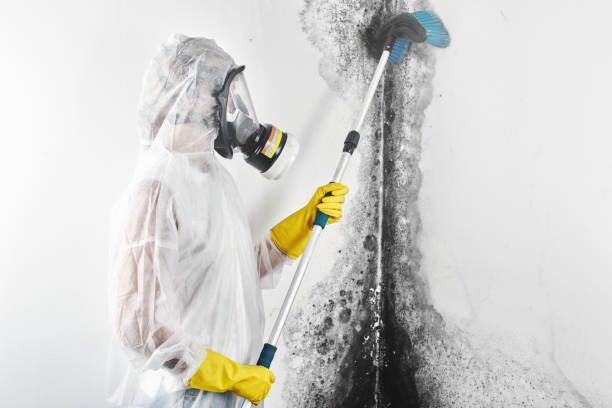Best Comprehensive Air Testing for Mold Contaminants  in Tyler, MN
