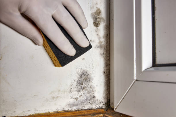 Tyler, MN Mold Removal Company